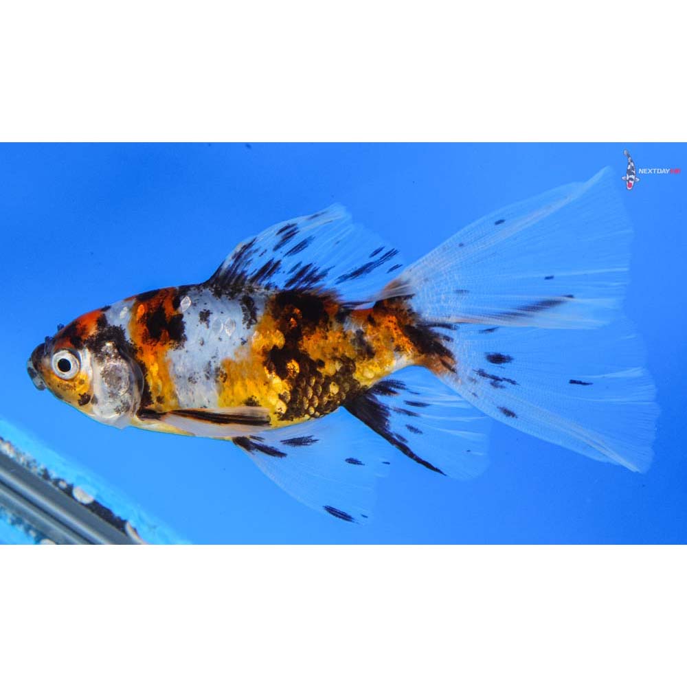 5” Imported Bristol Shubunkin | Koi Fish For Sale