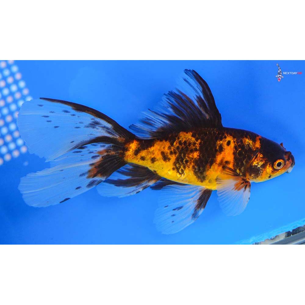 5.5” Imported Bristol Shubunkin | Koi Fish For Sale