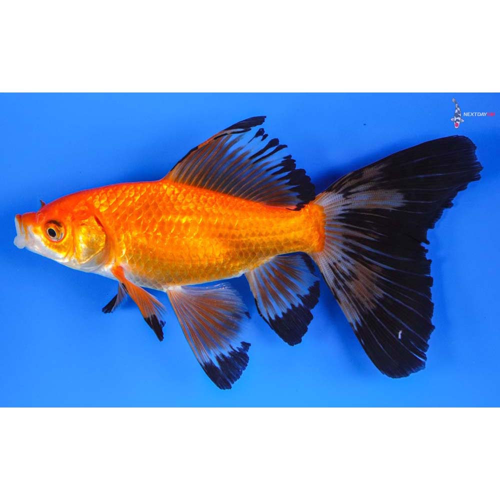 6” Imported Red and Black Bristol Finned Comet Koi Fish For Sale