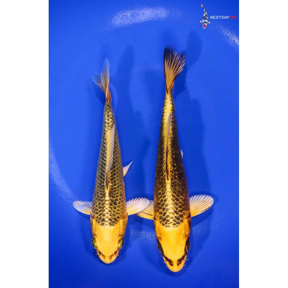 Pair of 5-6” Ki Matsuba Koi | Koi Fish For Sale