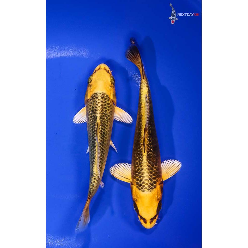 Pair of 5-6” Ki Matsuba Koi | Koi Fish For Sale