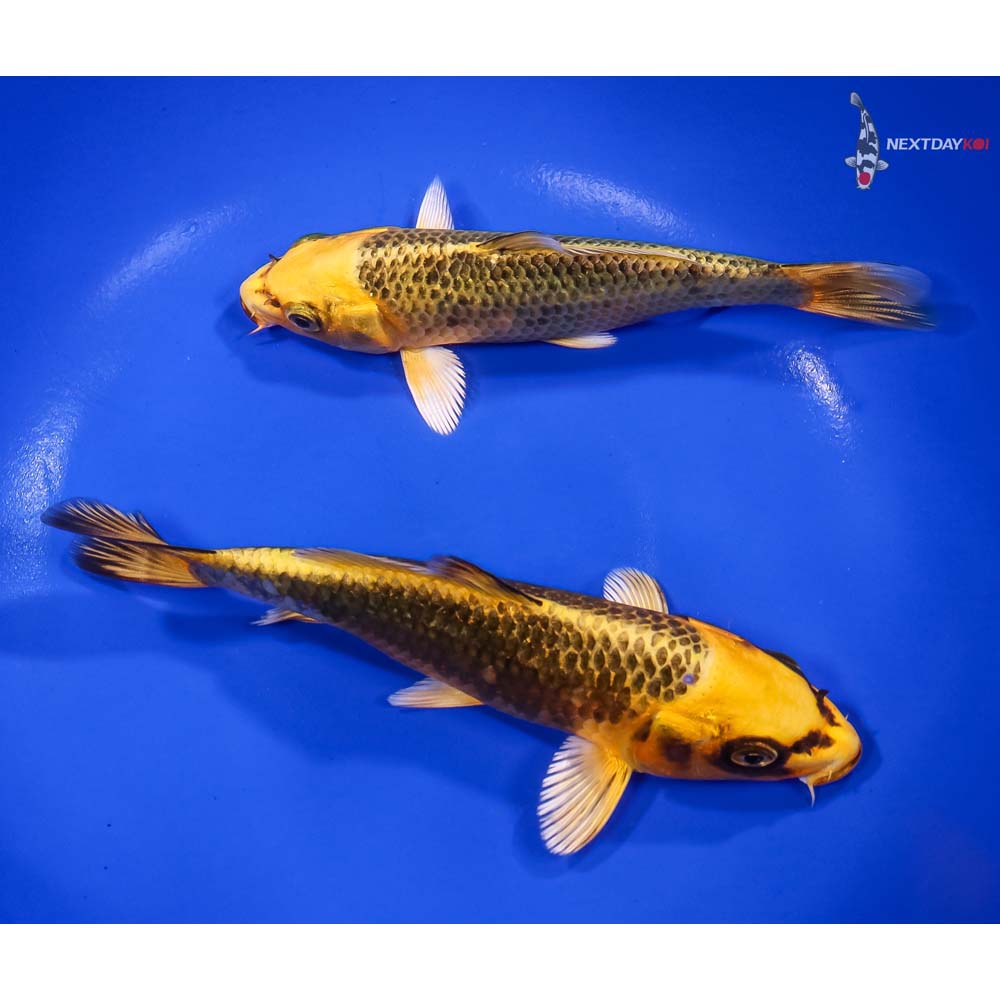 Pair of 5-6” Ki Matsuba Koi | Koi Fish For Sale