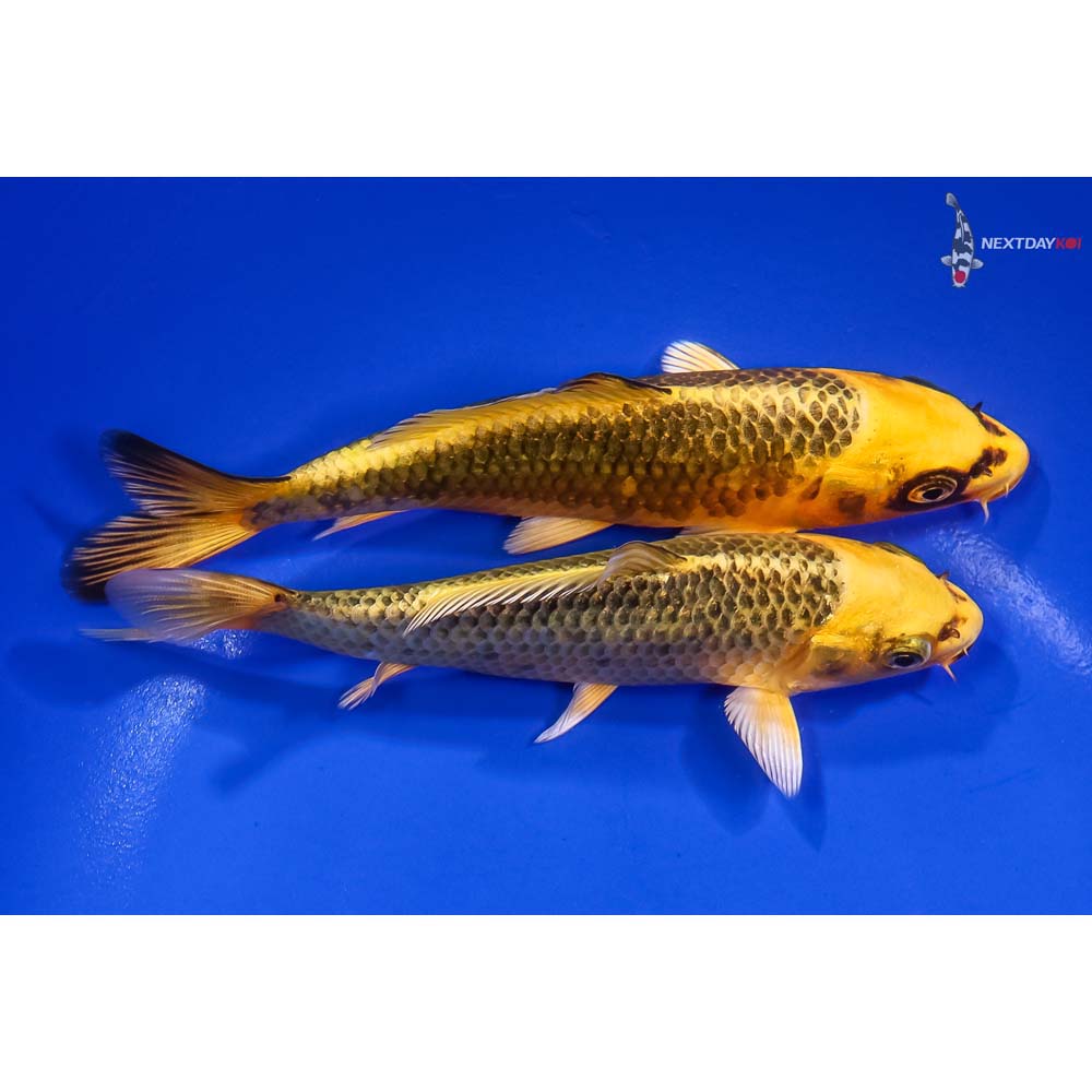 Pair of 5-6” Ki Matsuba Koi | Koi Fish For Sale