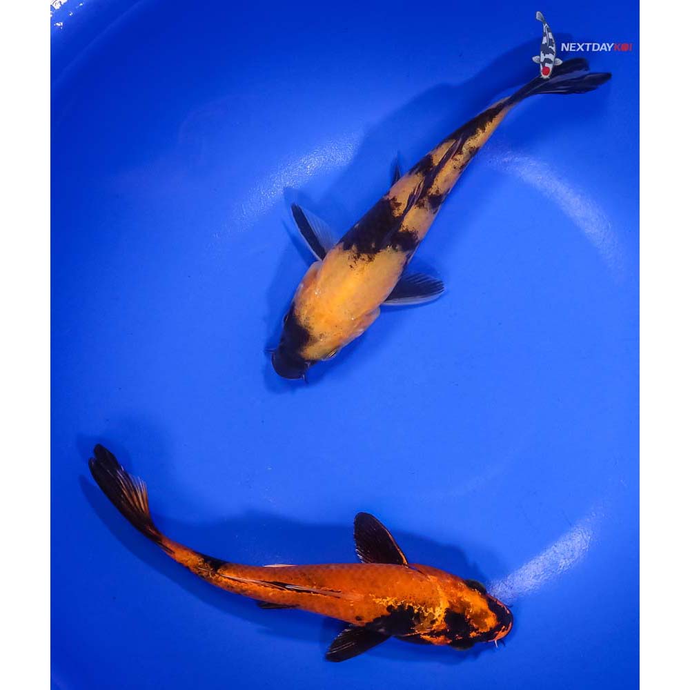 Pair of 5-6” Utsuri Koi | Koi Fish For Sale