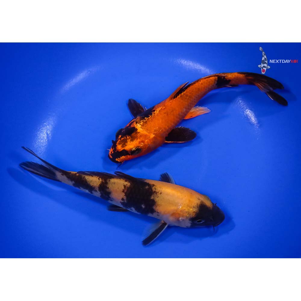 Pair of 5-6” Utsuri Koi | Koi Fish For Sale