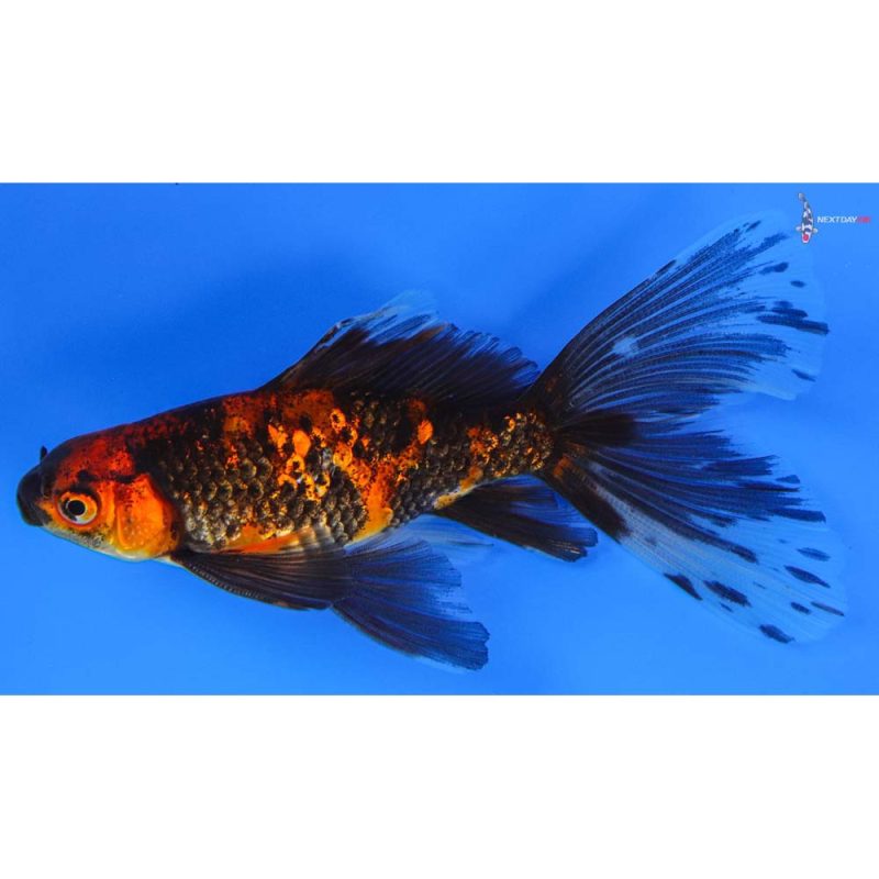 4.5” Imported Male Red and Black Bristol Shubunkin | Koi Fish For Sale