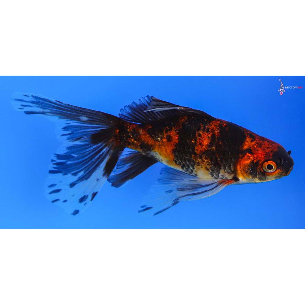 4.5” Imported Male Red and Black Bristol Shubunkin | Koi Fish For Sale