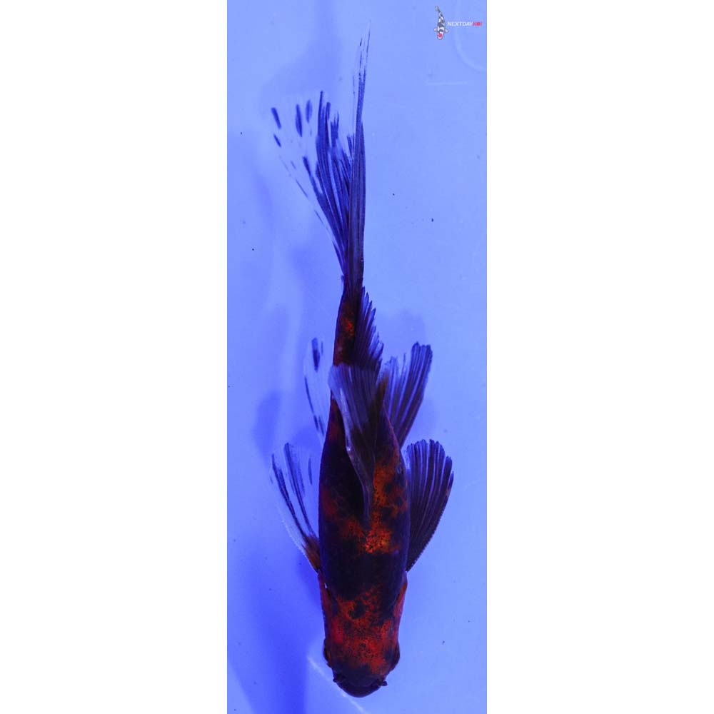 4.5” Imported Male Red and Black Bristol Shubunkin | Koi Fish For Sale