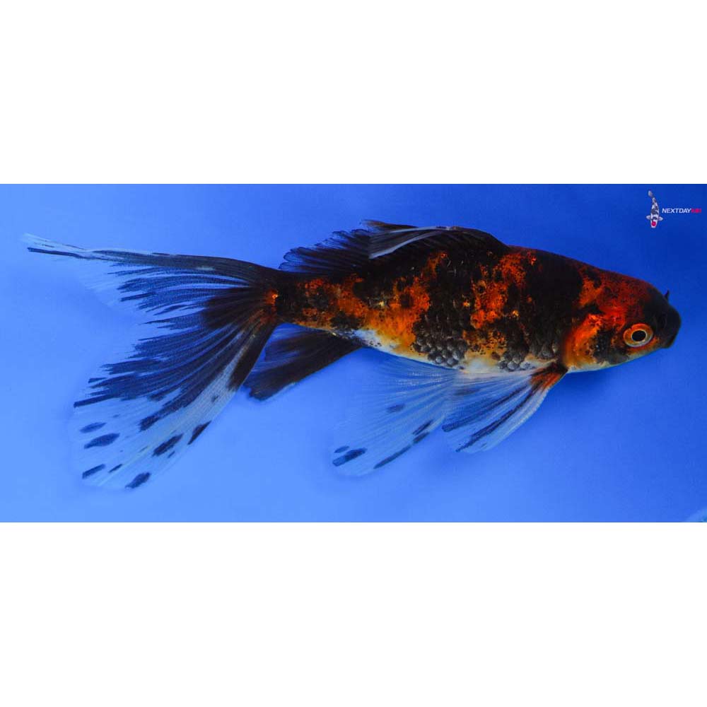 4.5” Imported Male Red and Black Bristol Shubunkin | Koi Fish For Sale