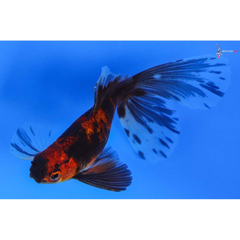 4.5” Imported Male Red and Black Bristol Shubunkin | Koi Fish For Sale