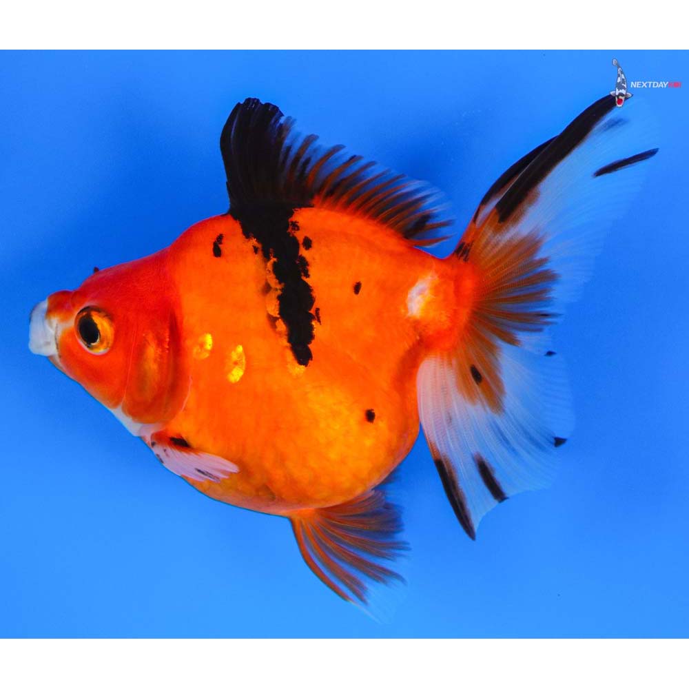 4” Imported Calico Ryukin | Koi Fish For Sale