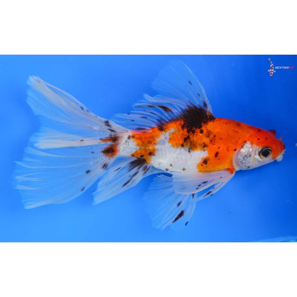 6” Imported Male Bristol Shubunkin | Koi Fish For Sale