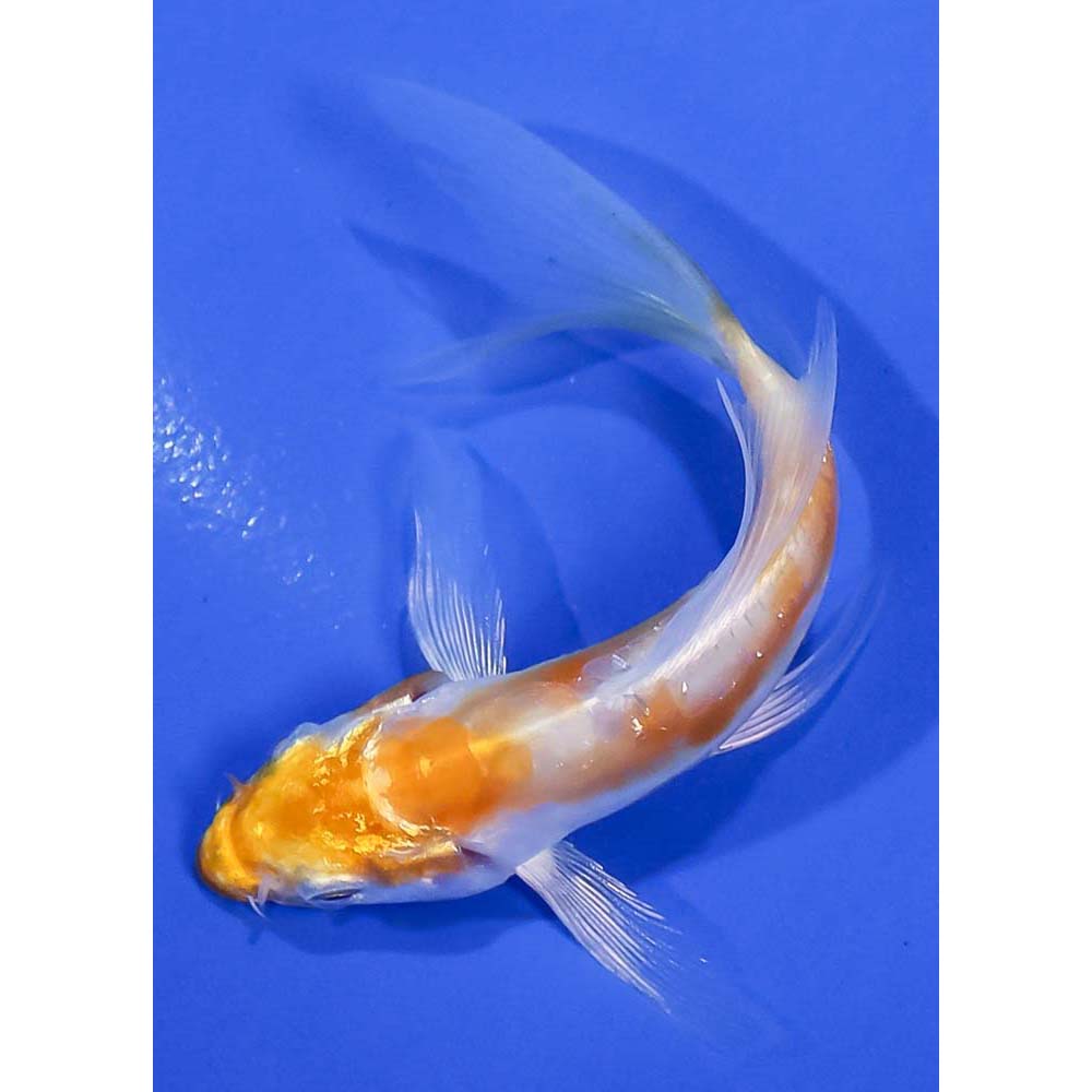 3-5-doitsu-lemon-hariwake-butterfly-koi-koi-fish-for-sale