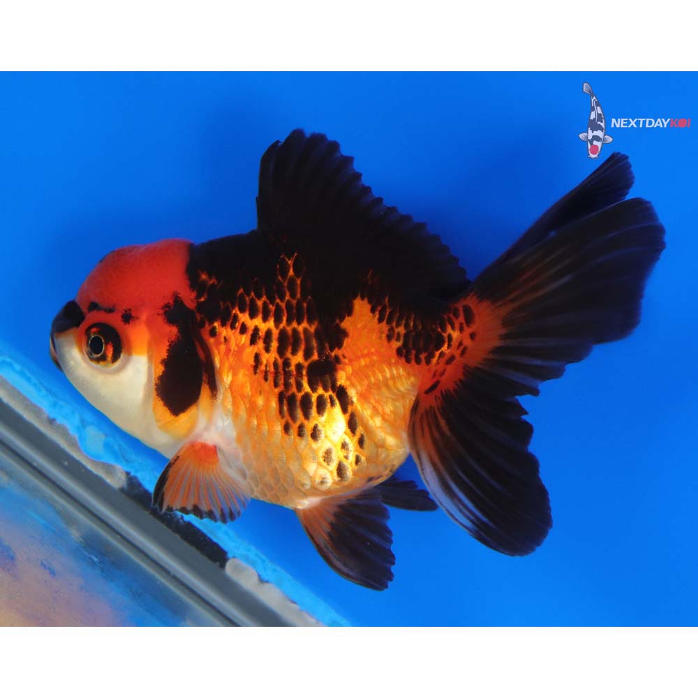 4” Imported Tri Color Oranda | Koi Fish For Sale