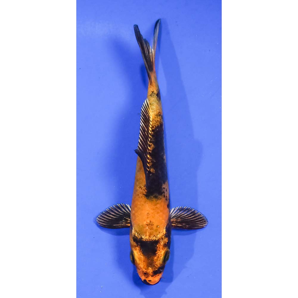 4” Imported Kin Hi Utsuri | Koi Fish For Sale