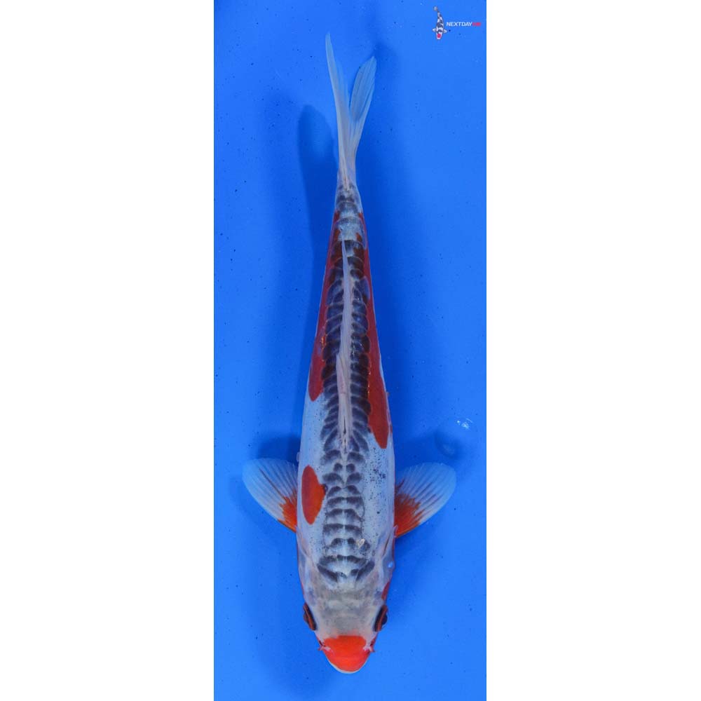 9.5” Imported Male Shusui | Koi Fish For Sale