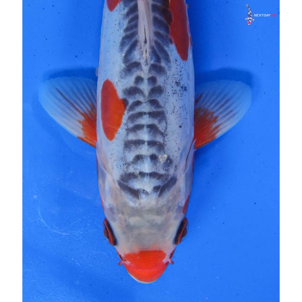 9.5” Imported Male Shusui | Koi Fish For Sale