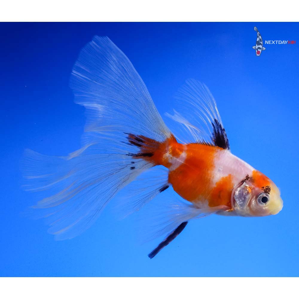 4.5” Imported Bristol Shubunkin | Koi Fish For Sale