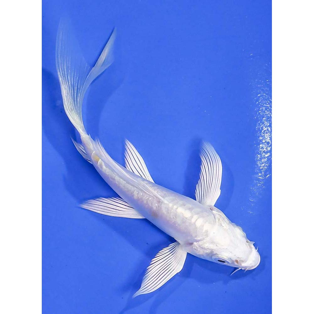 4” Imported Doitsu Platinum Ogon Butterfly Koi | Koi Fish For Sale