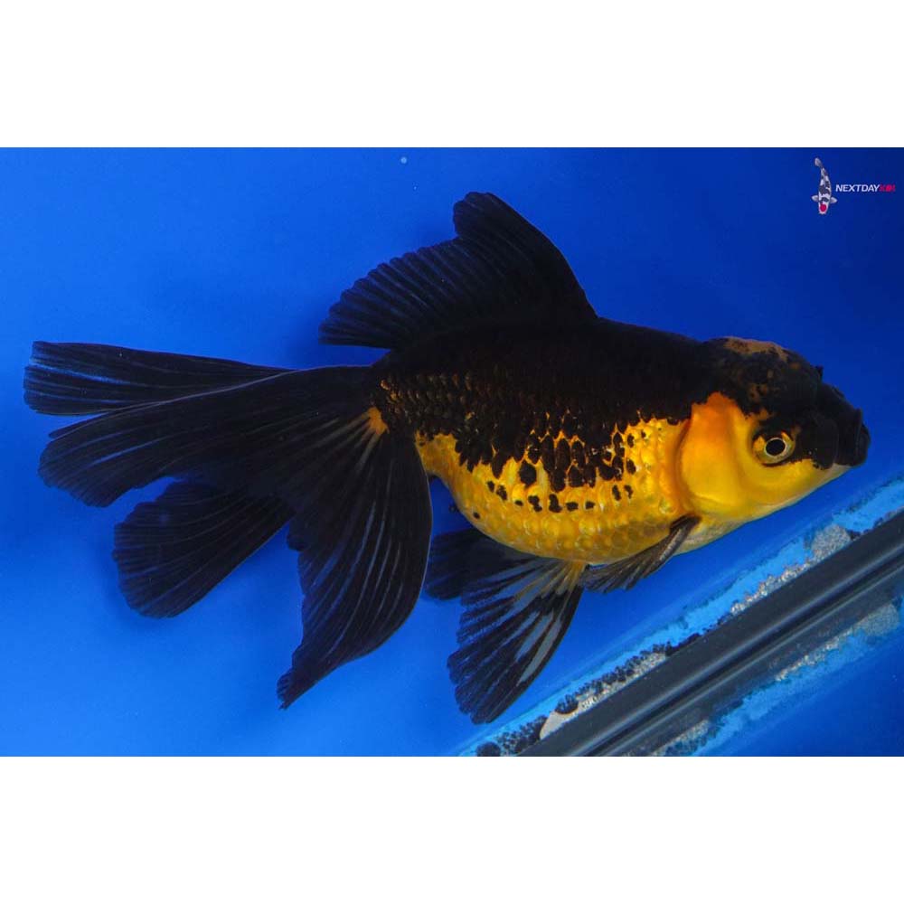 5” Imported Male Yellow And Black Pearlscale 