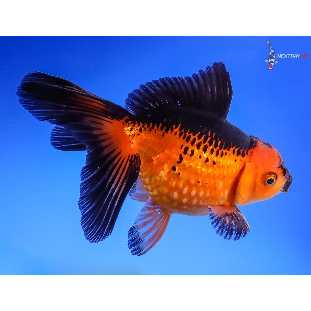 4” Imported Male Red And Black Pearlscale 