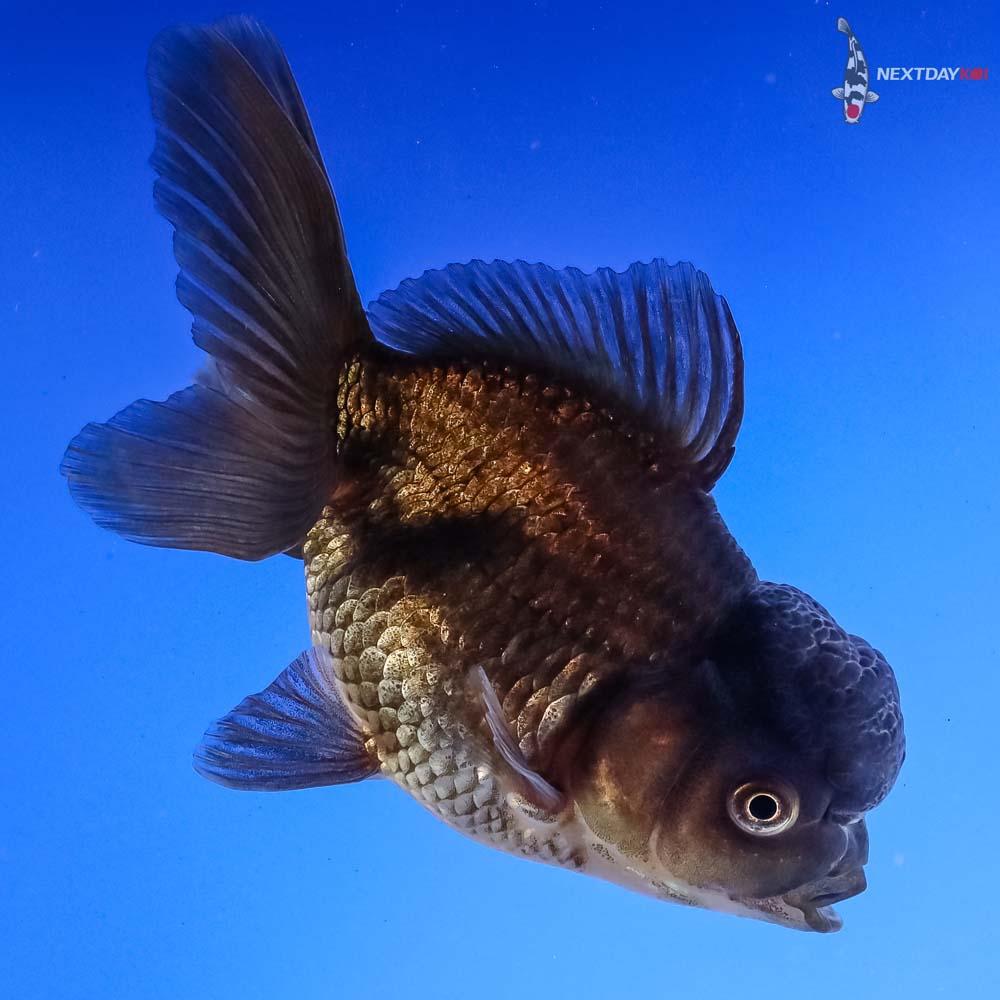 4.5” Imported Black Oranda 