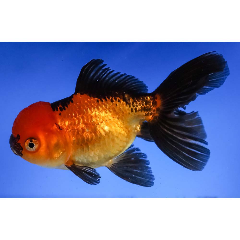 4.5” Imported Red And Black Oranda 