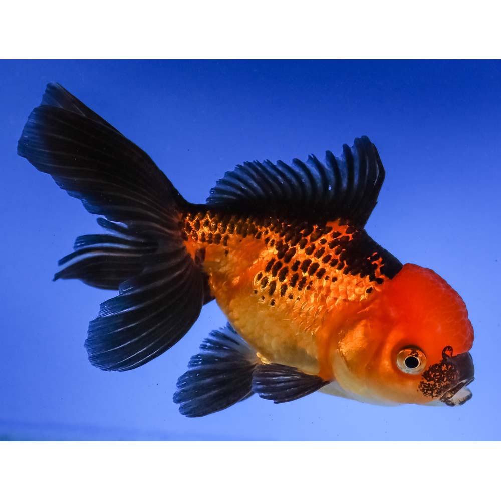 4.5” Imported Red And Black Oranda 