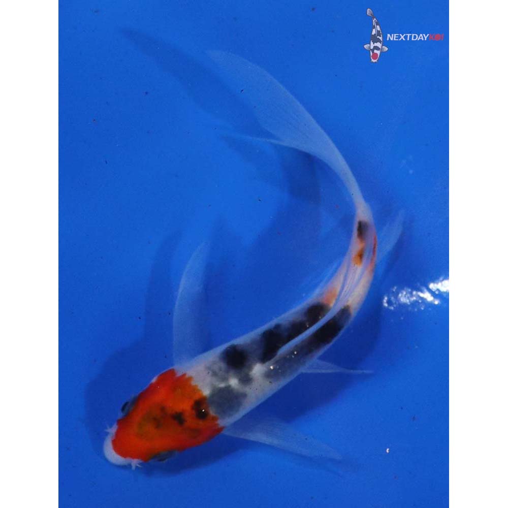 3” Imported Sanke Butterfly Koi | Koi Fish For Sale