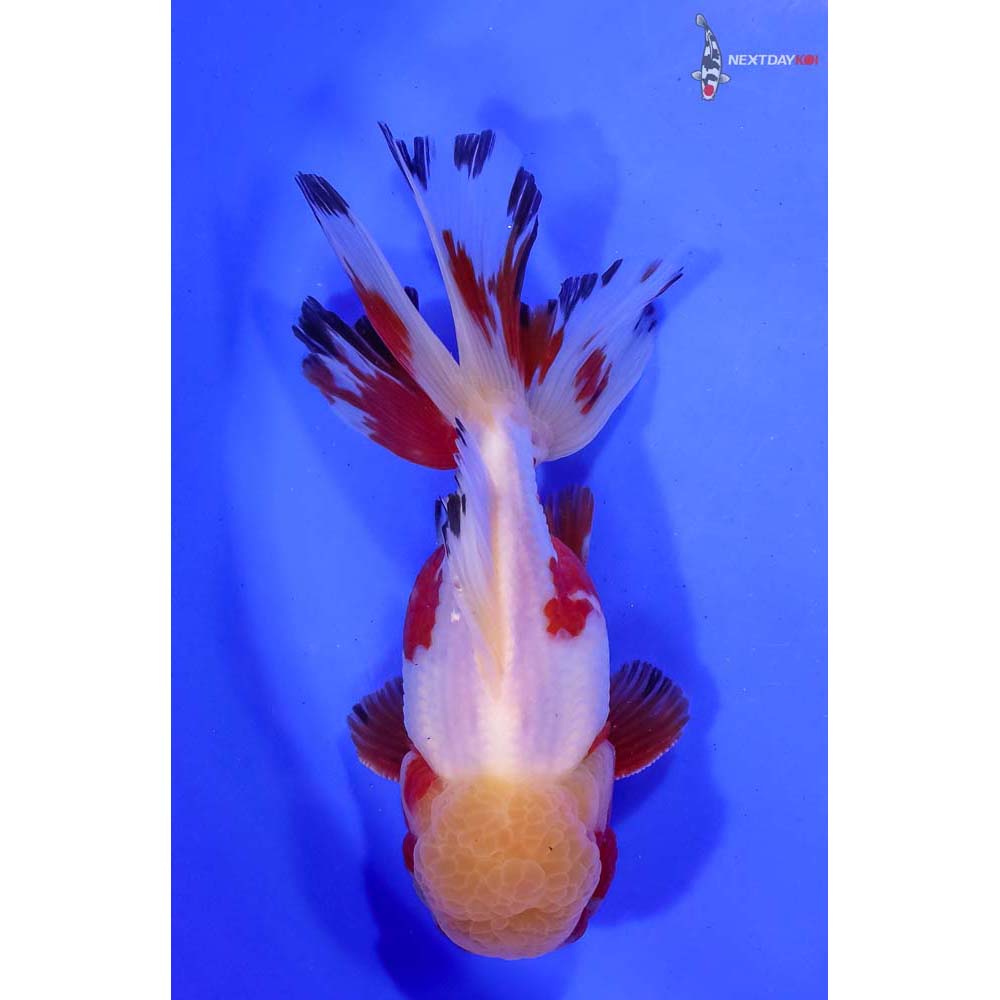 6” Imported Male Tri Color Oranda | Koi Fish For Sale