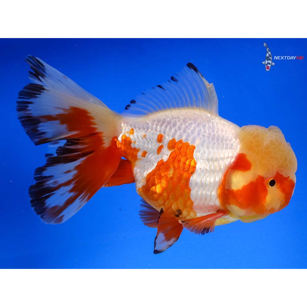 6” Imported Male Tri Color Oranda | Koi Fish For Sale