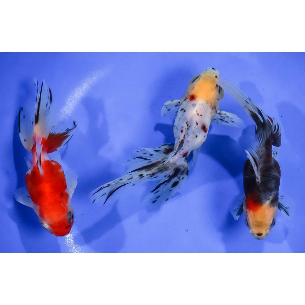 lot-of-3-4-5-imported-calico-oranda-koi-fish-for-sale
