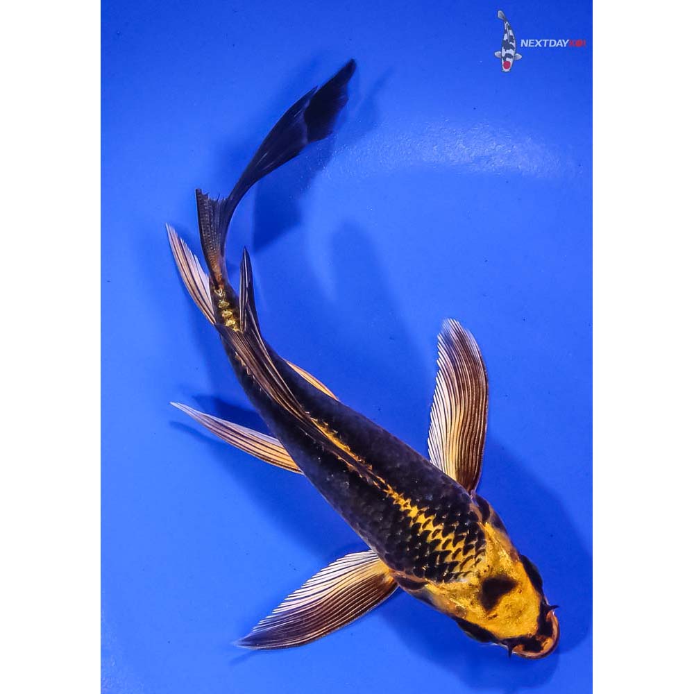 6” Ki Matsuba Butterfly Koi | Koi Fish For Sale