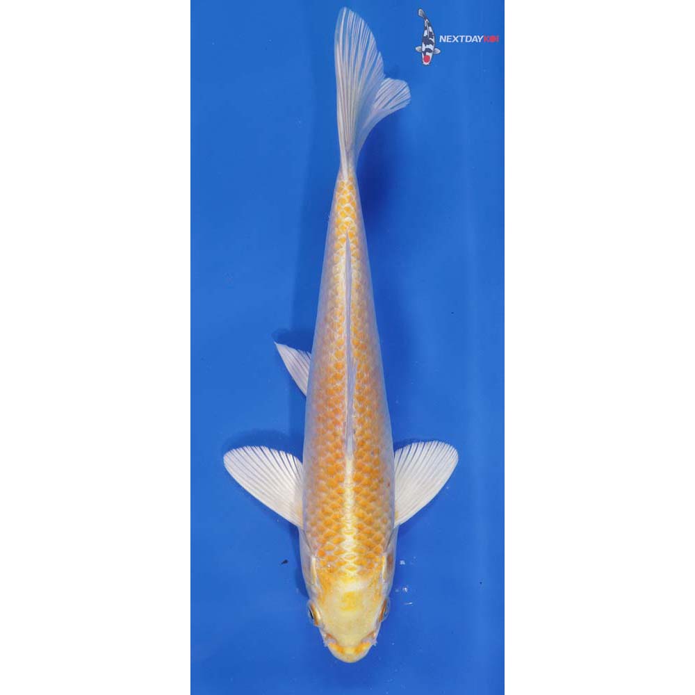 10” Imported Male Lemon Hariwake | Koi Fish For Sale