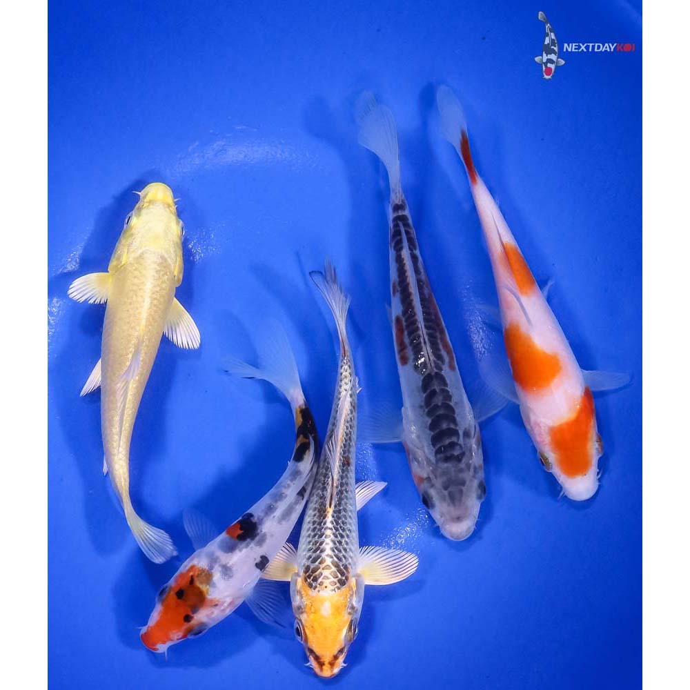 Lot of (5) 4-5” Assorted Koi | Koi Fish For Sale