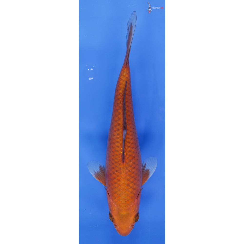 9-imported-chagoi-koi-fish-for-sale