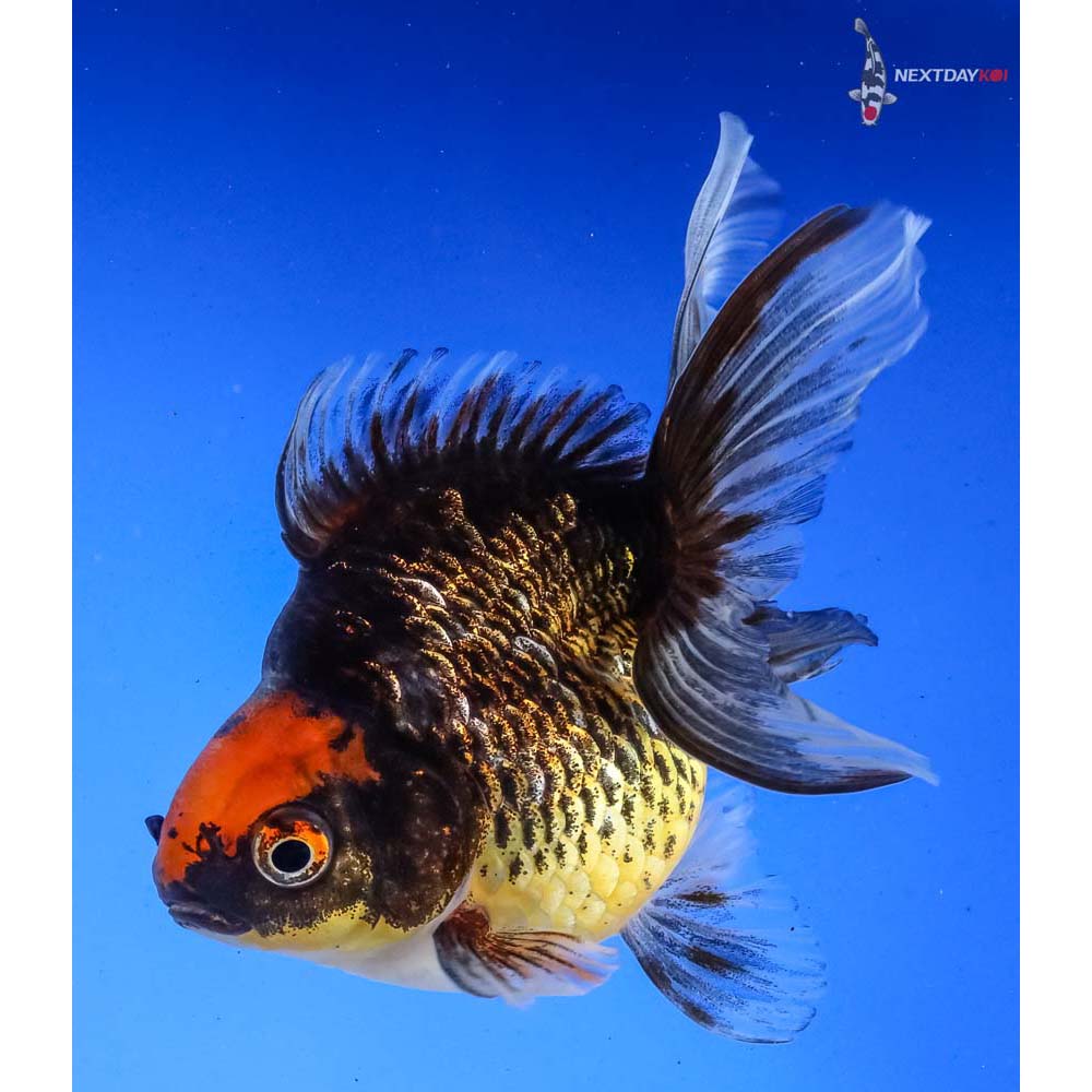 4 5 Imported Calico Ryukin Koi Fish For Sale