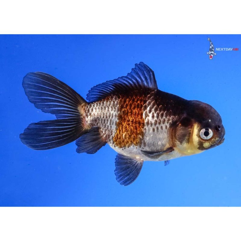 4” Imported Male Tri Color Panda Oranda | Koi Fish For Sale