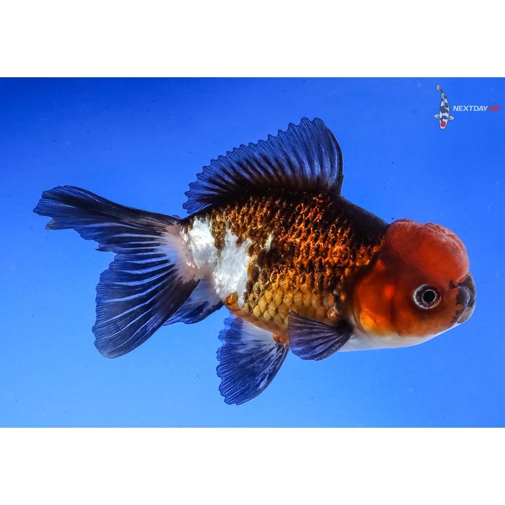 4” Imported Tri Color Panda Oranda | Koi Fish For Sale