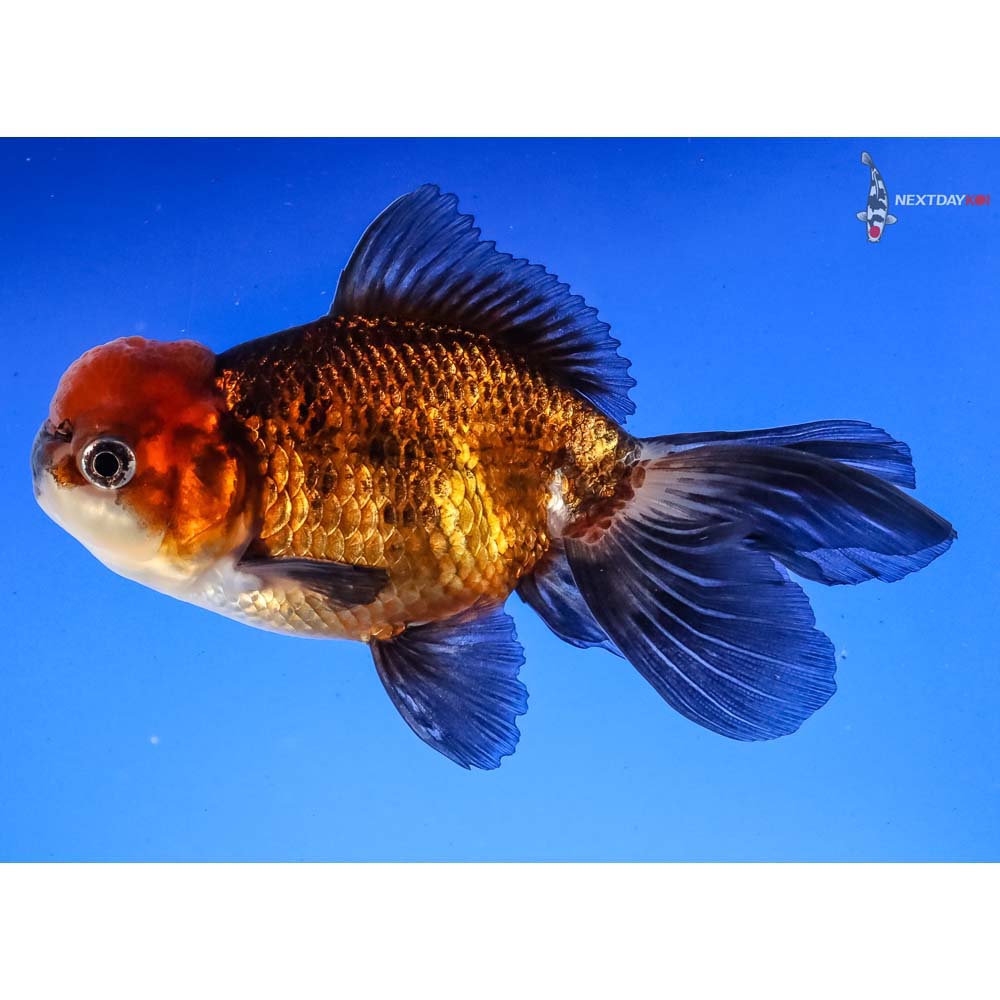 4” Imported Tri Color Panda Oranda | Koi Fish For Sale