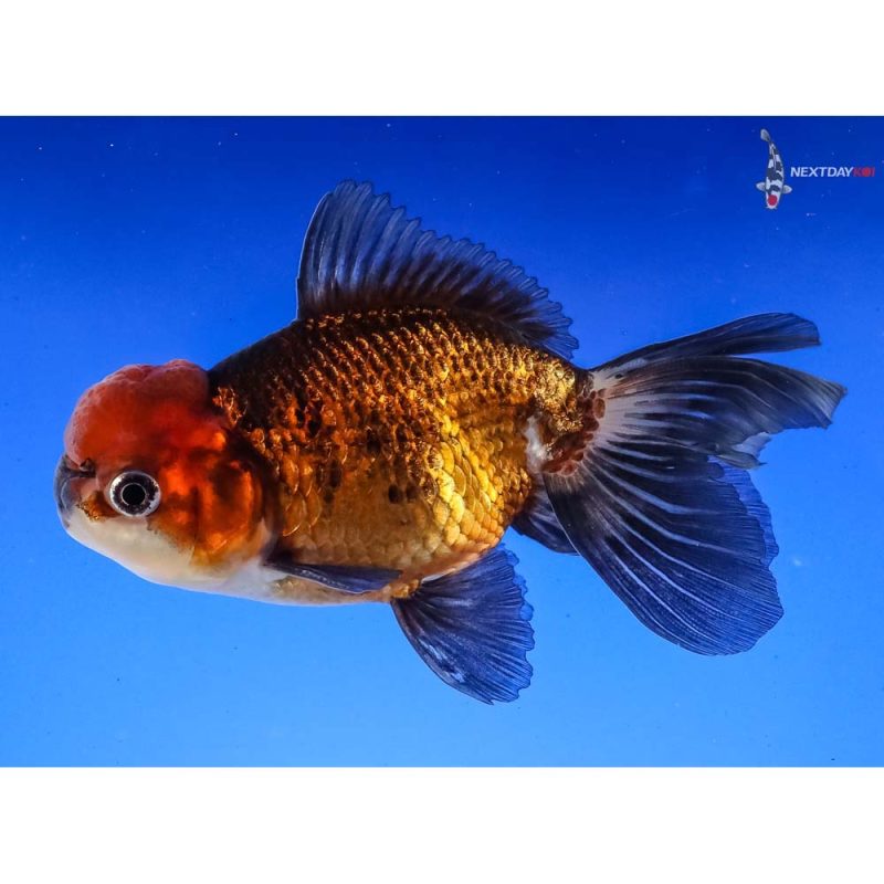 4” Imported Tri Color Panda Oranda | Koi Fish For Sale