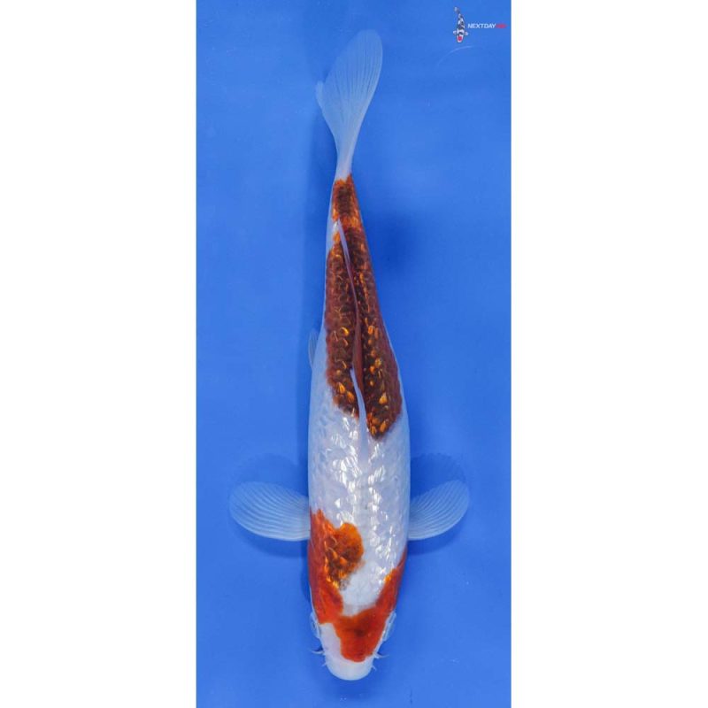 7-5-imported-gin-rin-goromo-koi-fish-for-sale