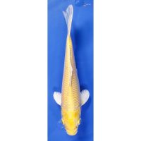 Compare prices for Koi Fish Gifts across all European  stores