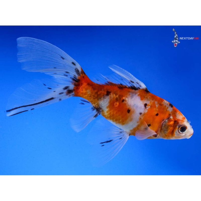 6” Imported Bristol Shubunkin | Koi Fish For Sale