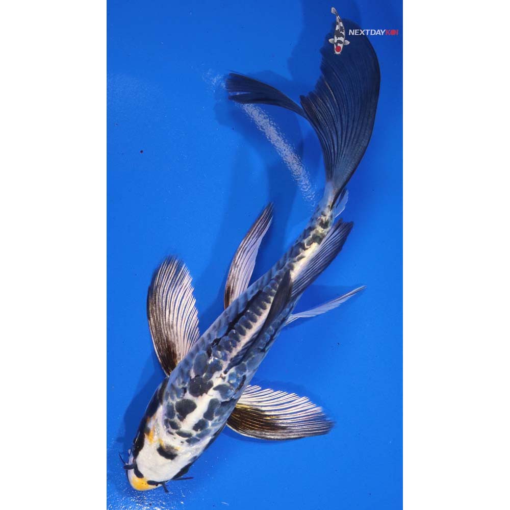 6-kin-kikokuryu-butterfly-koi-koi-fish-for-sale