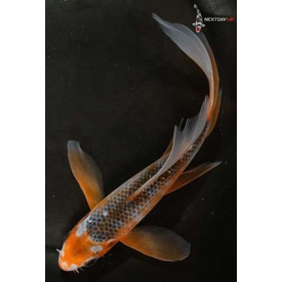 Butterfly Koi For Sale