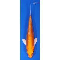 Y4657 large 7.5-inch Koi Fish Silicone