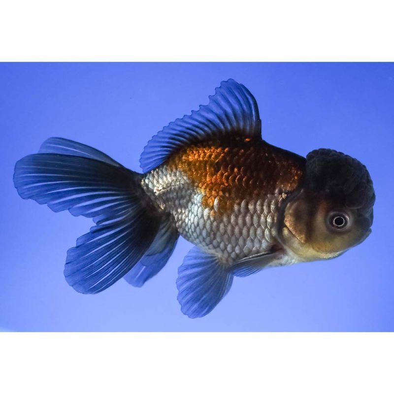 4.5” Imported Blue Oranda | Koi Fish For Sale