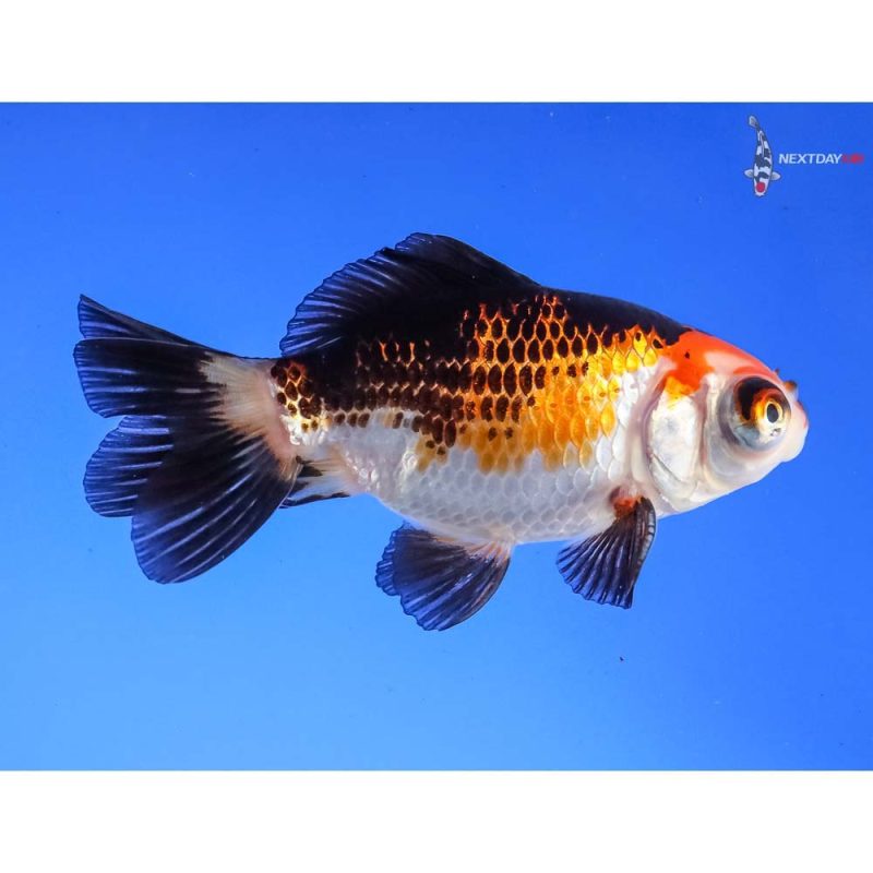 3.5” Imported Male Tri Color Telescope Fantail | Koi Fish For Sale