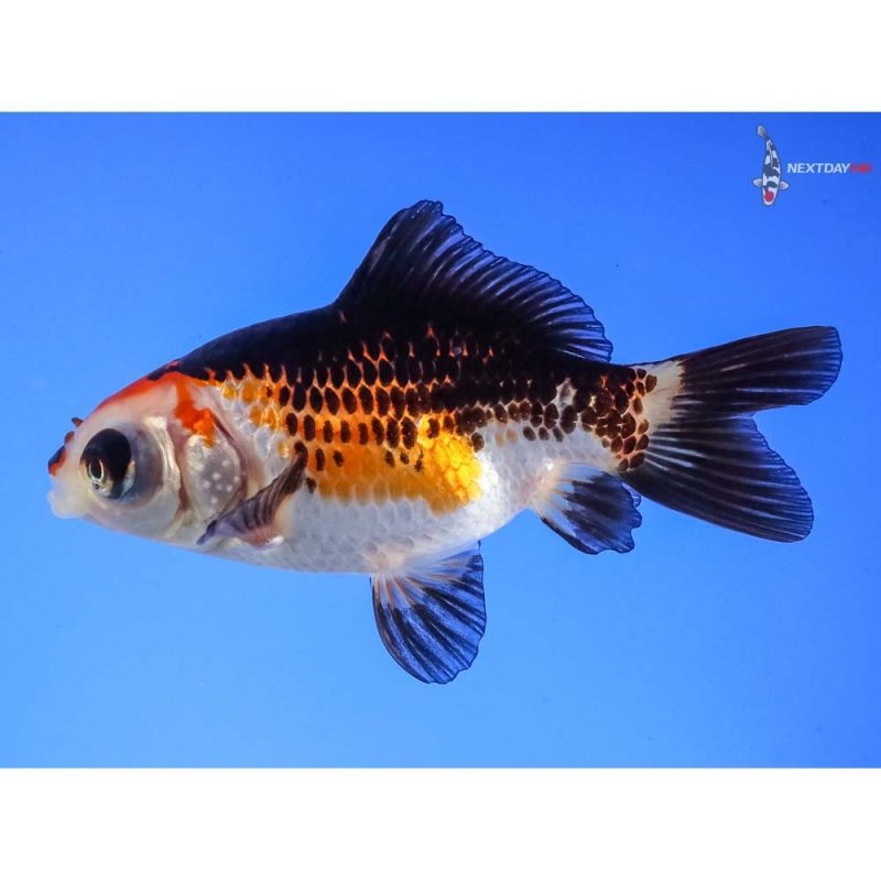 3.5” Imported Male Tri Color Telescope Fantail | Koi Fish For Sale